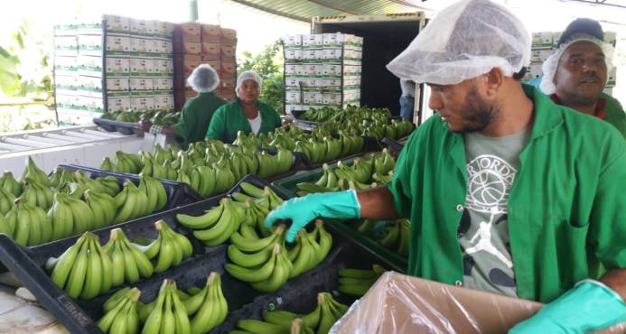 Exportaciones de cacao y banano orgánico rondan los US$300 millones - Al  Hecho